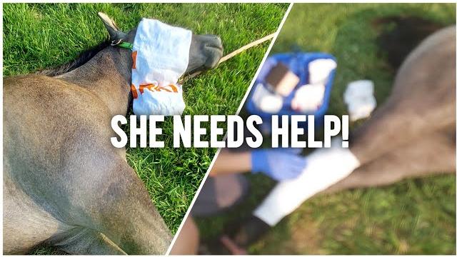 Emergency vet visit | our yearling is hurt! Emergency vet visit | our yearling is hurt!