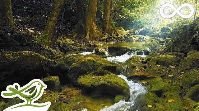 Relaxing music with birds singing - beautiful piano music & guitar music by soothing relaxation Relaxing music with birds singing - beautiful piano music & guitar music by soothing relaxation