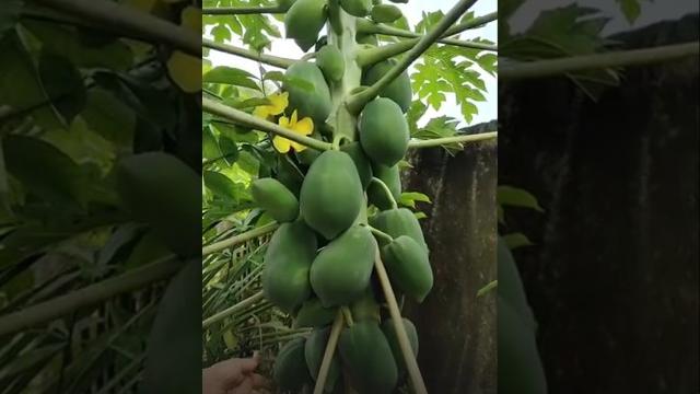 1 plant = 100 fruits! there is only profit in papaya farming #agriculture #gardening #shorts #vi... 1 plant = 100 fruits! there is only profit in papaya farming #agriculture #gardening #shorts #vi...