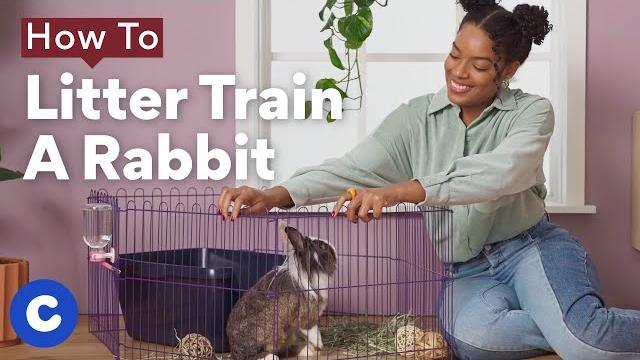 How to litter train a rabbit | chewtorials How to litter train a rabbit | chewtorials