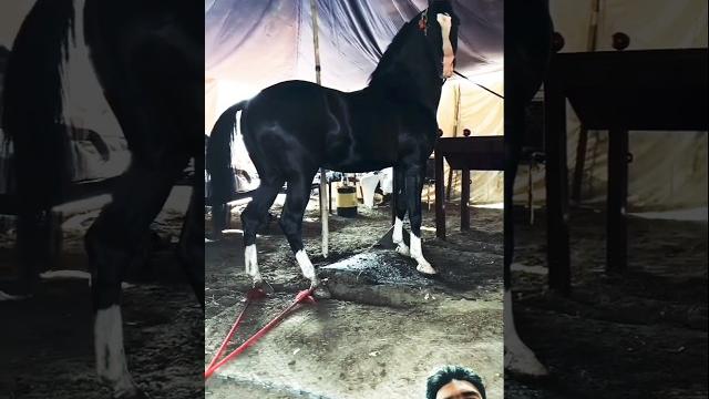 Black arabian horse zuljinah horse #horse #horseridingschool #sterstallion #horseriding Black arabian horse zuljinah horse #horse #horseridingschool #sterstallion #horseriding