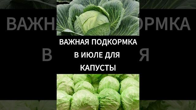 Подкормка в июле. подкормка для капусты в июле. Подкормка в июле. подкормка для капусты в июле.