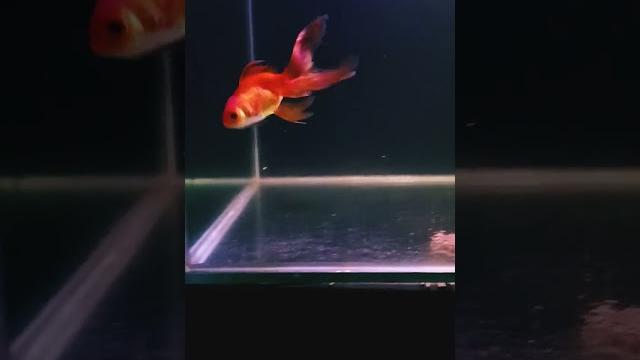 Orenda gold fish (dark night) #orenda Orenda gold fish (dark night) #orenda