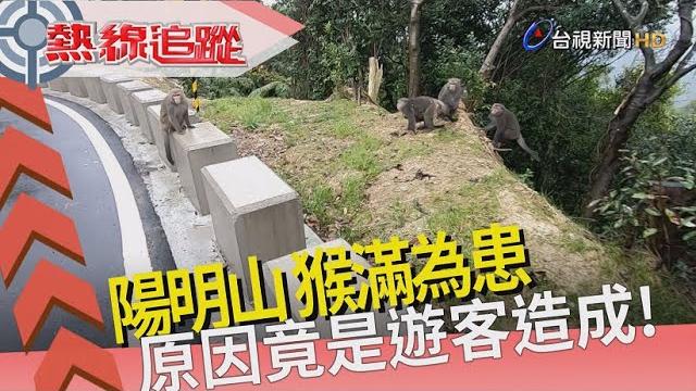 熱線追蹤 - 陽明山獼猴 餵食亂象多 熱線追蹤 - 陽明山獼猴 餵食亂象多