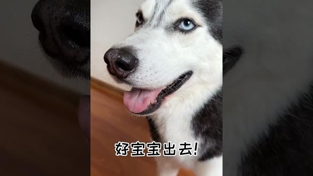 【喵可酱】可鲁可鸭过来~(含可鲁可量100%) 【喵可酱】可鲁可鸭过来~(含可鲁可量100%)