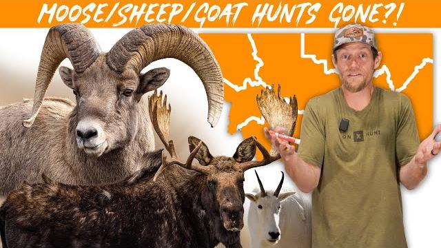 Crisis in montana: moose, bighorn sheep, and goat hunting is disappearing! wildlife conservation Crisis in montana: moose, bighorn sheep, and goat hunting is disappearing! wildlife conservation