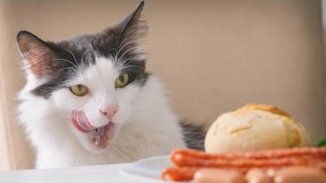 Funny fluffies / funny moments with animals 2024 / #68 Funny fluffies / funny moments with animals 2024 / #68