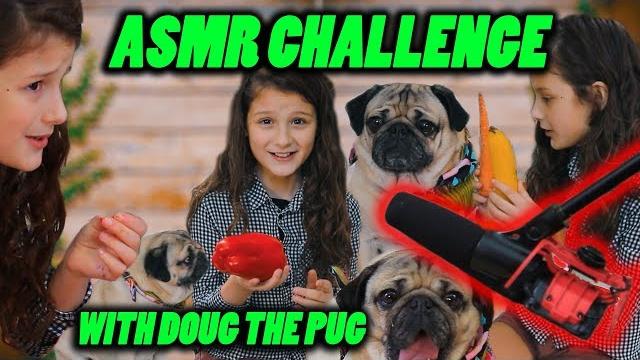 Asmr challenge ft. doug the pug | hayley leblanc Asmr challenge ft. doug the pug | hayley leblanc