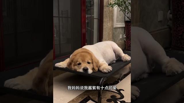 我酱紫到底可不可爱 毛孩子也是孩子 我的狗子 我酱紫到底可不可爱 毛孩子也是孩子 我的狗子