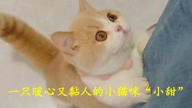 一只暖心又黏人的猫咪“小甜” 一只暖心又黏人的猫咪“小甜”