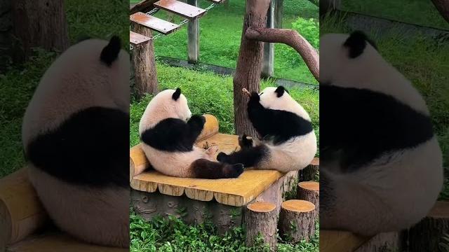 Panda core#panda #pandas #pandababy #fypyoutube #funny #funnyanimals #foryour #fyp#pets#fyp #cute Panda core#panda #pandas #pandababy #fypyoutube #funny #funnyanimals #foryour #fyp#pets#fyp #cute