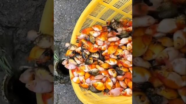 Guys, let's release goldfish into the sewer #fishfinding #seefish #lotsoffish #fish #fish Guys, let's release goldfish into the sewer #fishfinding #seefish #lotsoffish #fish #fish