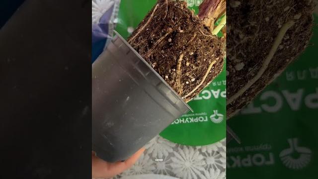 Цветы из пятерочки- уловка для цветоводов Цветы из пятерочки- уловка для цветоводов