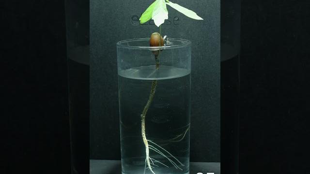 Acorn growing in water time lapse - 70 days in 54 seconds Acorn growing in water time lapse - 70 days in 54 seconds