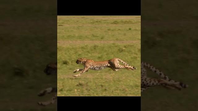 Cheetah running speed #cheetah Cheetah running speed #cheetah