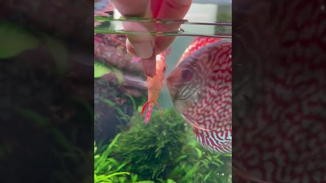 Здоровье рыб и длина их жизни зависит от качества корма #aquarium #mashabloom #машаблюм #aqua Здоровье рыб и длина их жизни зависит от качества корма #aquarium #mashabloom #машаблюм #aqua