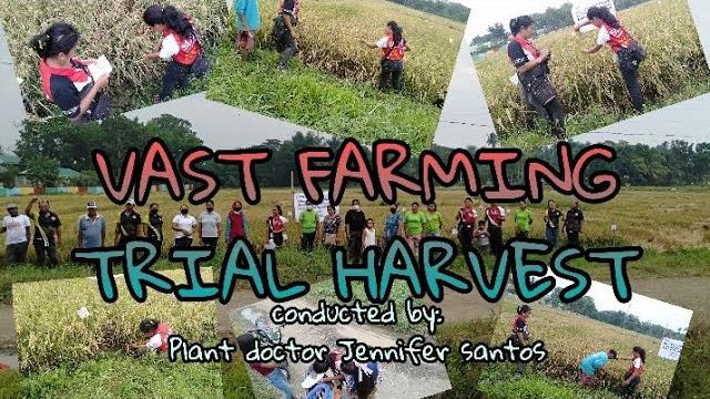 Trial harvest /by pd jennifer santos Trial harvest /by pd jennifer santos