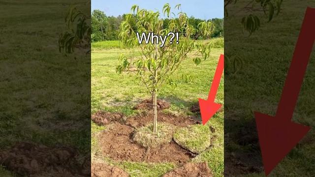 Do this to all of your fruit trees! #homestead #satisfying #gardening #organic #sustainability Do this to all of your fruit trees! #homestead #satisfying #gardening #organic #sustainability
