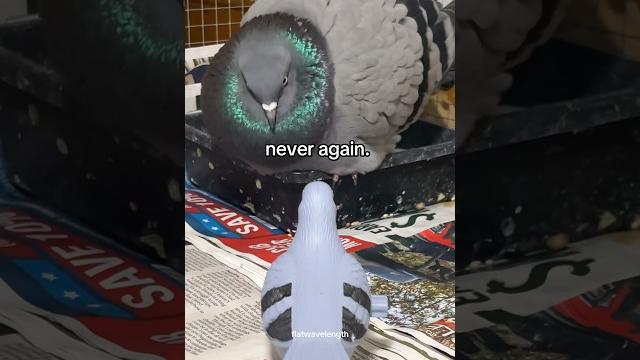 Getting my pigeons reaction to a pigeon toy Getting my pigeons reaction to a pigeon toy