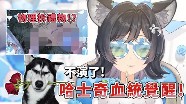【森森鈴蘭 精華】生日覺醒哈士奇血脈?物理爆拆觀眾禮物! 【森森鈴蘭 精華】生日覺醒哈士奇血脈?物理爆拆觀眾禮物!