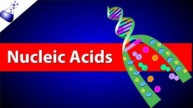 Nucleic acids Nucleic acids