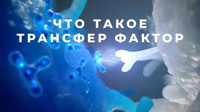 Трансфер фактор - что это и как он работает Трансфер фактор - что это и как он работает