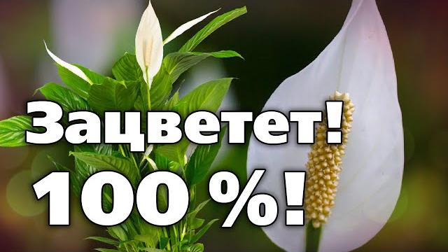 Как заставить цвести спатифиллум - женское счастье секреты выращивания любимого комнатного растения Как заставить цвести спатифиллум - женское счастье секреты выращивания любимого комнатного растения