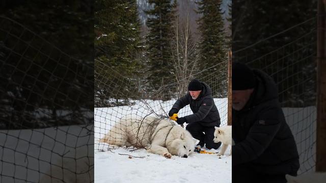 Tiny snow white wolf pup saved his mother with help of the rescue team #animals #rescue #humanity Tiny snow white wolf pup saved his mother with help of the rescue team #animals #rescue #humanity
