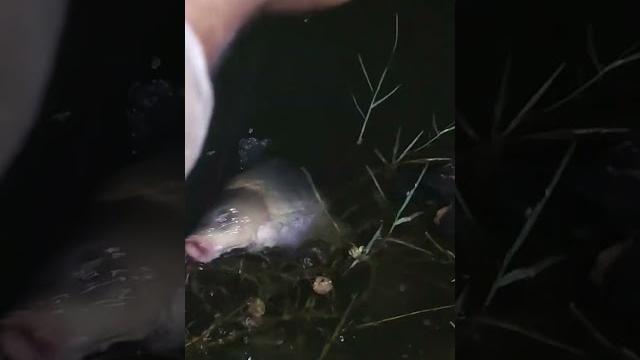 #big #carp#fish #mis #big #carp#fish #mis