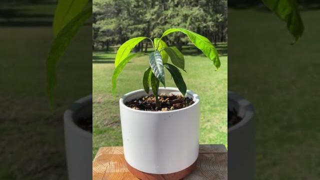 Growing a mango tree update #mango #howto #diy #houseplants #plants #indoorjungle #planttok #plan Growing a mango tree update #mango #howto #diy #houseplants #plants #indoorjungle #planttok #plan