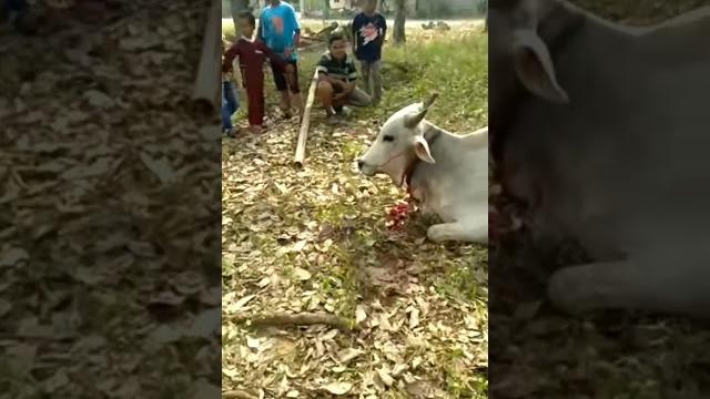 Sapi disembelih masih hidup | kejadian aneh & langka Sapi disembelih masih hidup | kejadian aneh & langka