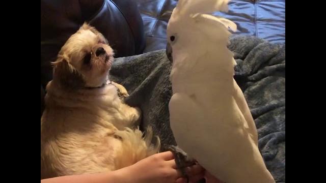 Cockatoo tells dog about his day adds a few cuss words! Cockatoo tells dog about his day adds a few cuss words!