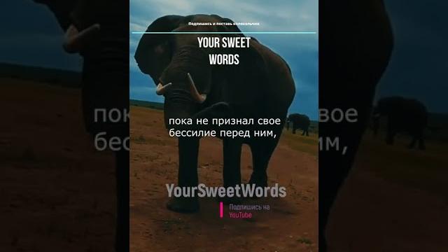 Никогда не повторяй его ошибок | притча про слонов Никогда не повторяй его ошибок | притча про слонов