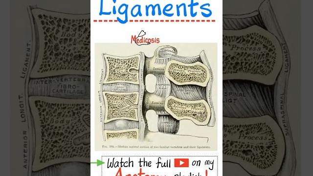 Ligaments of the vertebral column - anatomy of the spine (back) #doctor #nurse #anatomy #physiology Ligaments of the vertebral column - anatomy of the spine (back) #doctor #nurse #anatomy #physiology