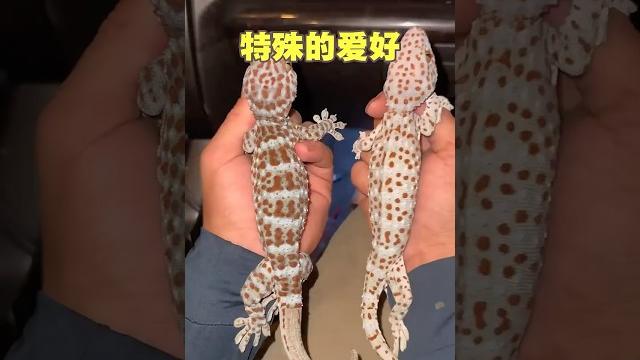 普通人看着腿软,他却直接上手! 普通人看着腿软,他却直接上手!
