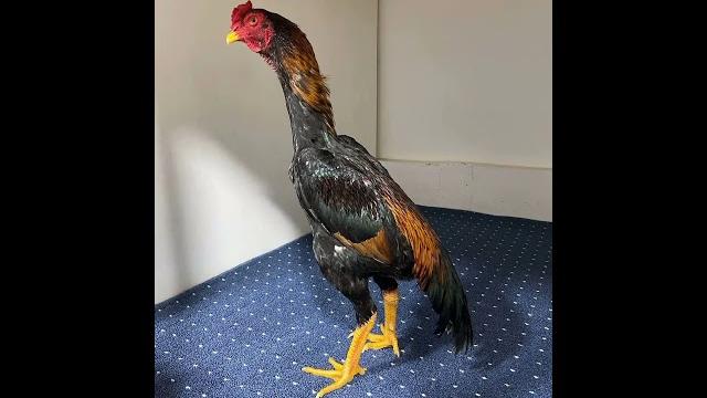 Dakan ishqibozlari $$$$$ Dakan ishqibozlari $$$$$