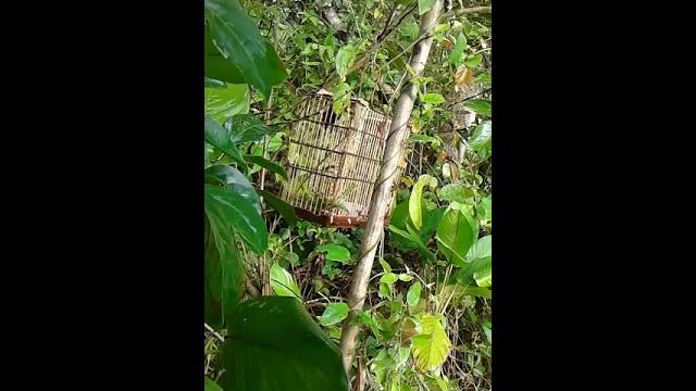 Caranbela pegando coletado Caranbela pegando coletado