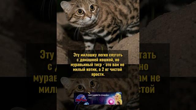 Муравьиный тигр! #историяизжизни #редкие #история Муравьиный тигр! #историяизжизни #редкие #история