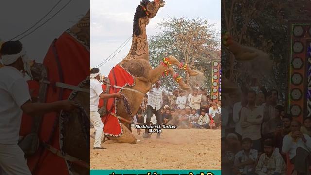 #camel #cameldance #trendingshorts #camel #cameldance #trendingshorts