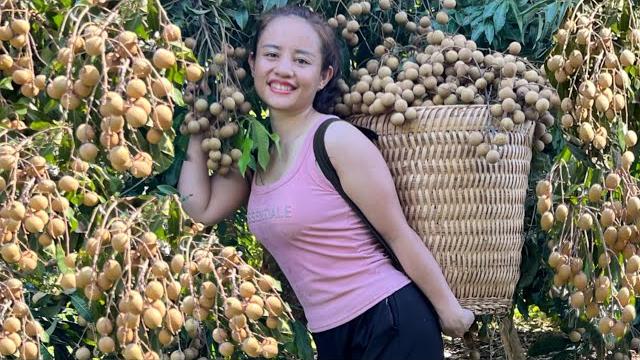 Full video: 60 days of harvesting jackfruit, longan, guava and papaya to go to the market to sell Full video: 60 days of harvesting jackfruit, longan, guava and papaya to go to the market to sell