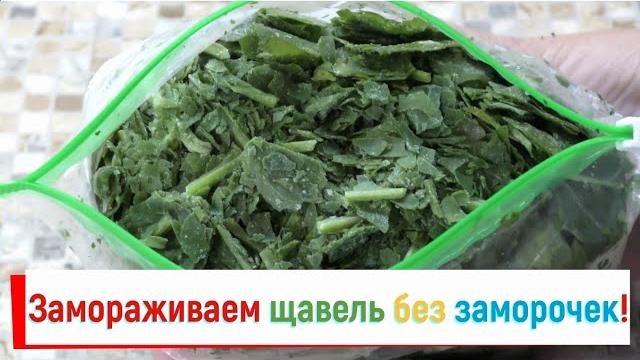 Если бы я знала раньше, что так можно замораживать щавель, сколько бы сэкономила времени Если бы я знала раньше, что так можно замораживать щавель, сколько бы сэкономила времени