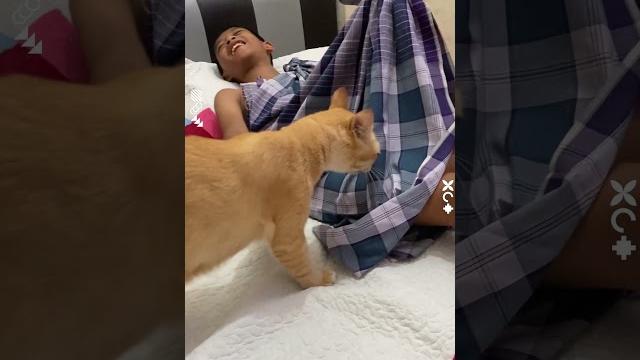 Aksi seekor kucing hampir bocil yang habis disunat ini bikin ketar-ketir, ngeri tiba-tiba nyentuh Aksi seekor kucing hampir bocil yang habis disunat ini bikin ketar-ketir, ngeri tiba-tiba nyentuh