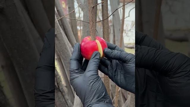 Turn a branch into a fruit tree #branch #fruit #tree #easy Turn a branch into a fruit tree #branch #fruit #tree #easy