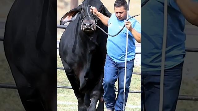 Cow videos /cow mandi 2025 #shortvideo 2025 Cow videos /cow mandi 2025 #shortvideo 2025