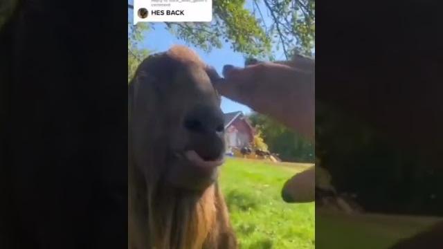 Kambing melet bikin ngakak Kambing melet bikin ngakak
