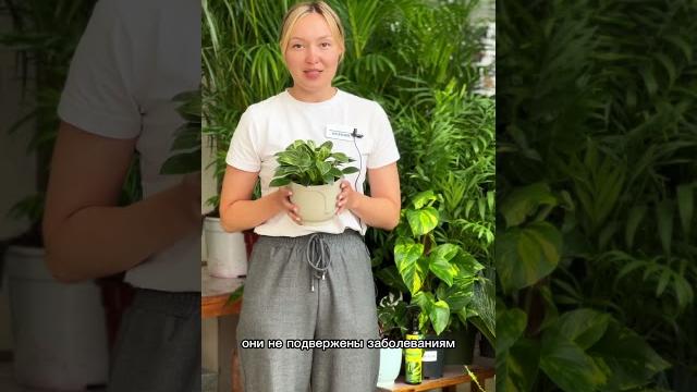 Уход за филодендроном после покупки #дачныесоветы #цветоводство #филодендрон #цветынаподоконнике Уход за филодендроном после покупки #дачныесоветы #цветоводство #филодендрон #цветынаподоконнике