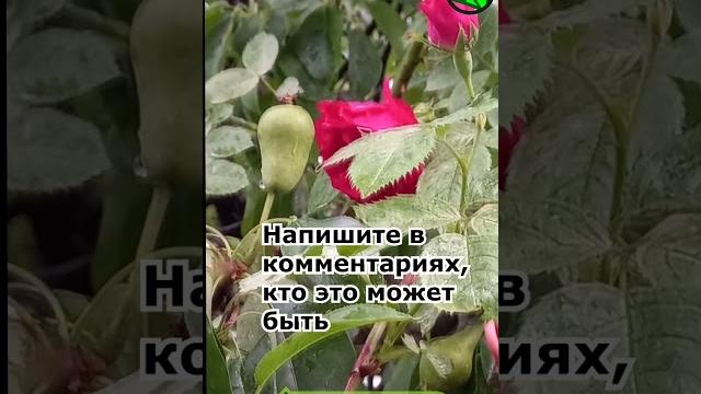 Одна женщина обнаружила это у себя в саду. что это? Одна женщина обнаружила это у себя в саду. что это?