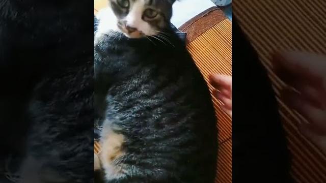 我家貓咪特別怕癢/my cat ticklish 我家貓咪特別怕癢/my cat ticklish