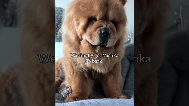 Chow chow barking for the first time Chow chow barking for the first time