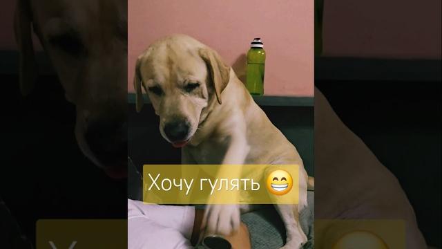 Зовет гулять ️ Зовет гулять ️